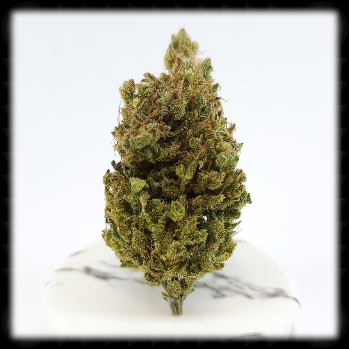 Golden Tiger by Moment’s&nbsp;Peace