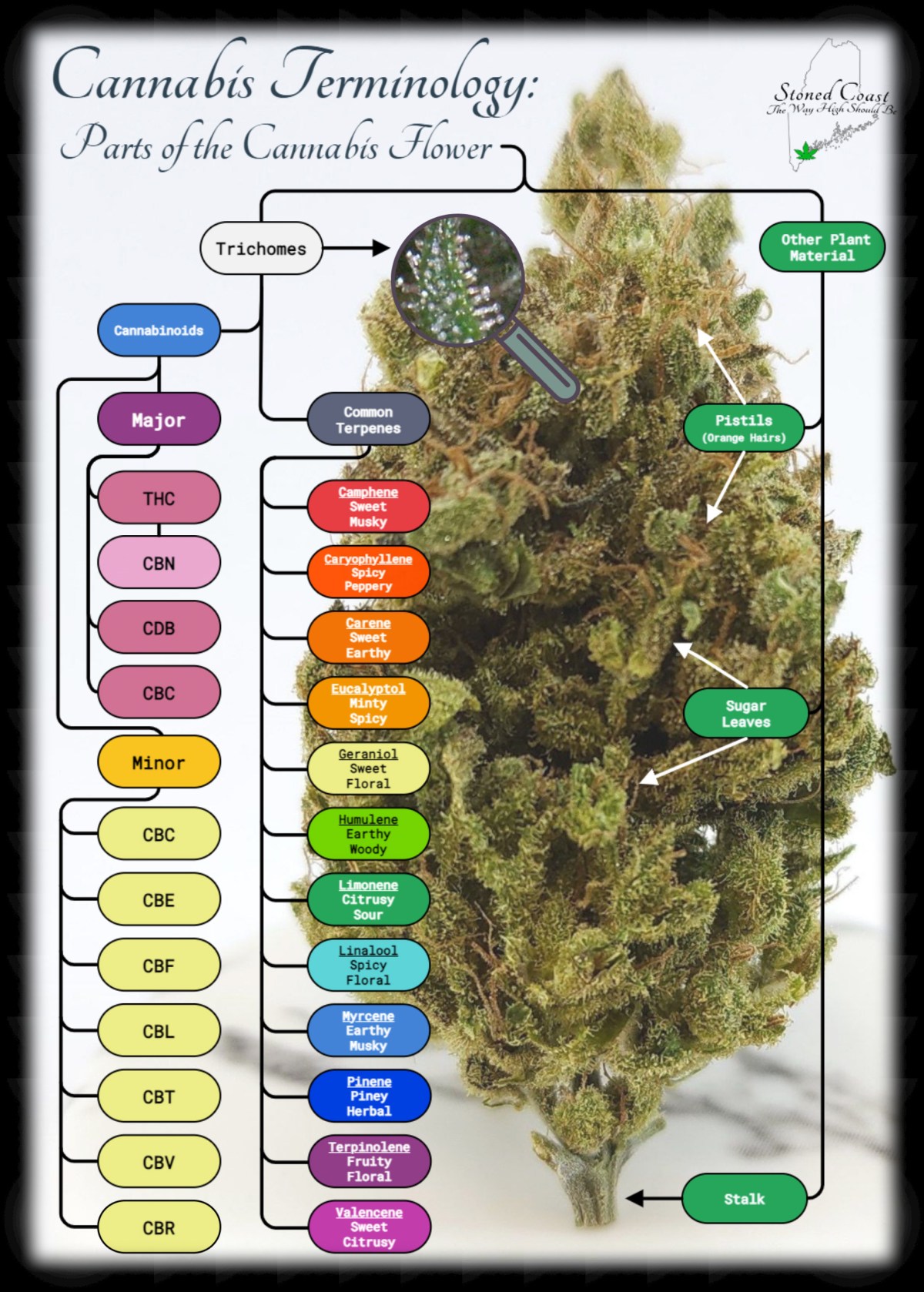 Cannabis Terminology: Parts of the&nbsp;Flower