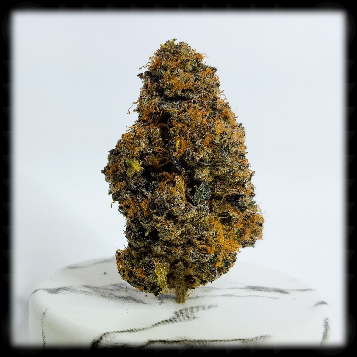 420 All Month: Black&nbsp;Maple