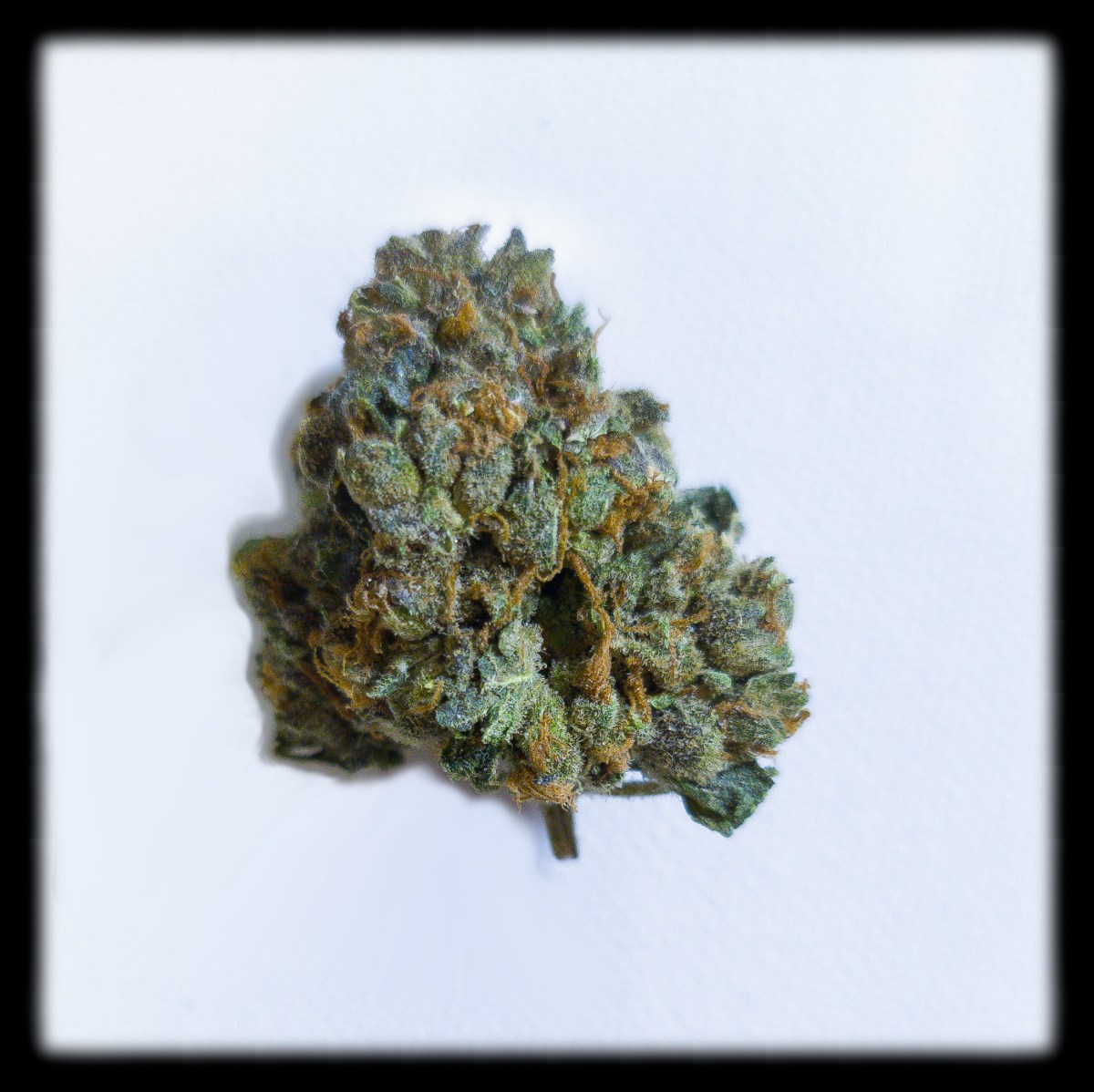 420 All Month: Super Lemon&nbsp;Haze