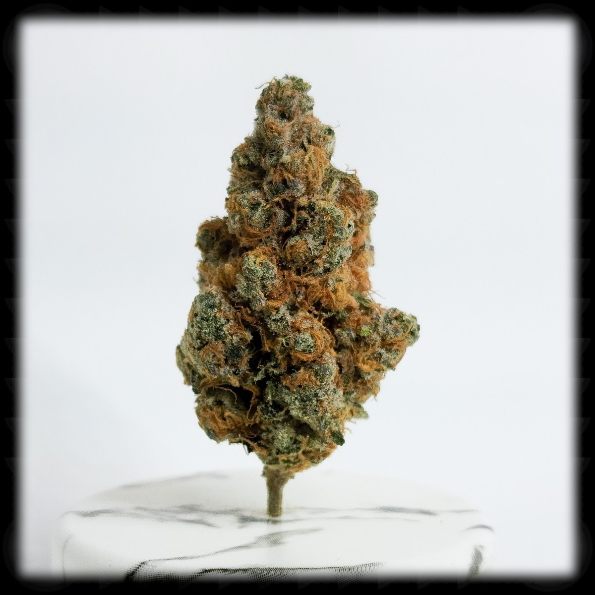 420 All Month: Violet&nbsp;Vixen