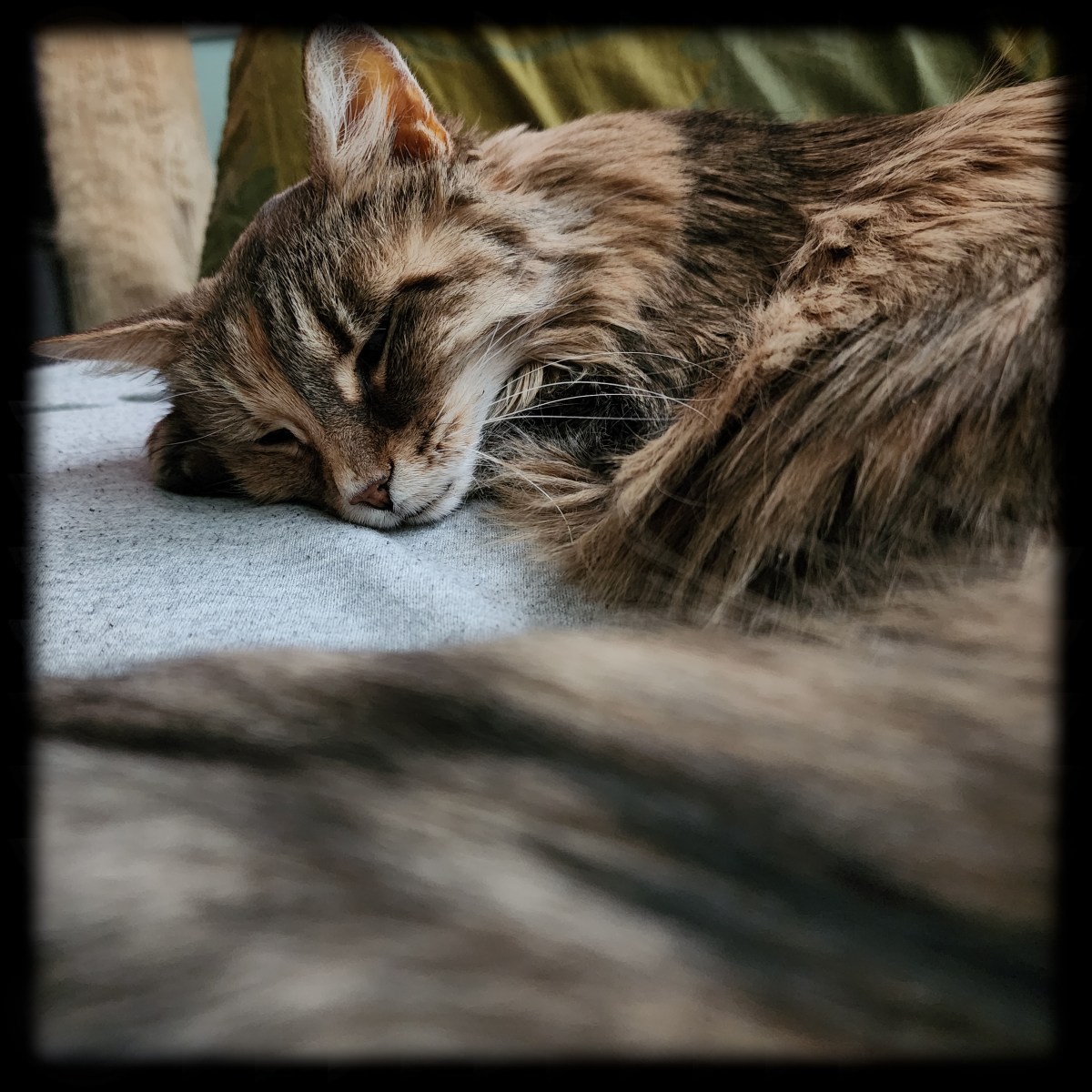 My Cat Trixie, Family Rituals, and Sacred&nbsp;Herbs