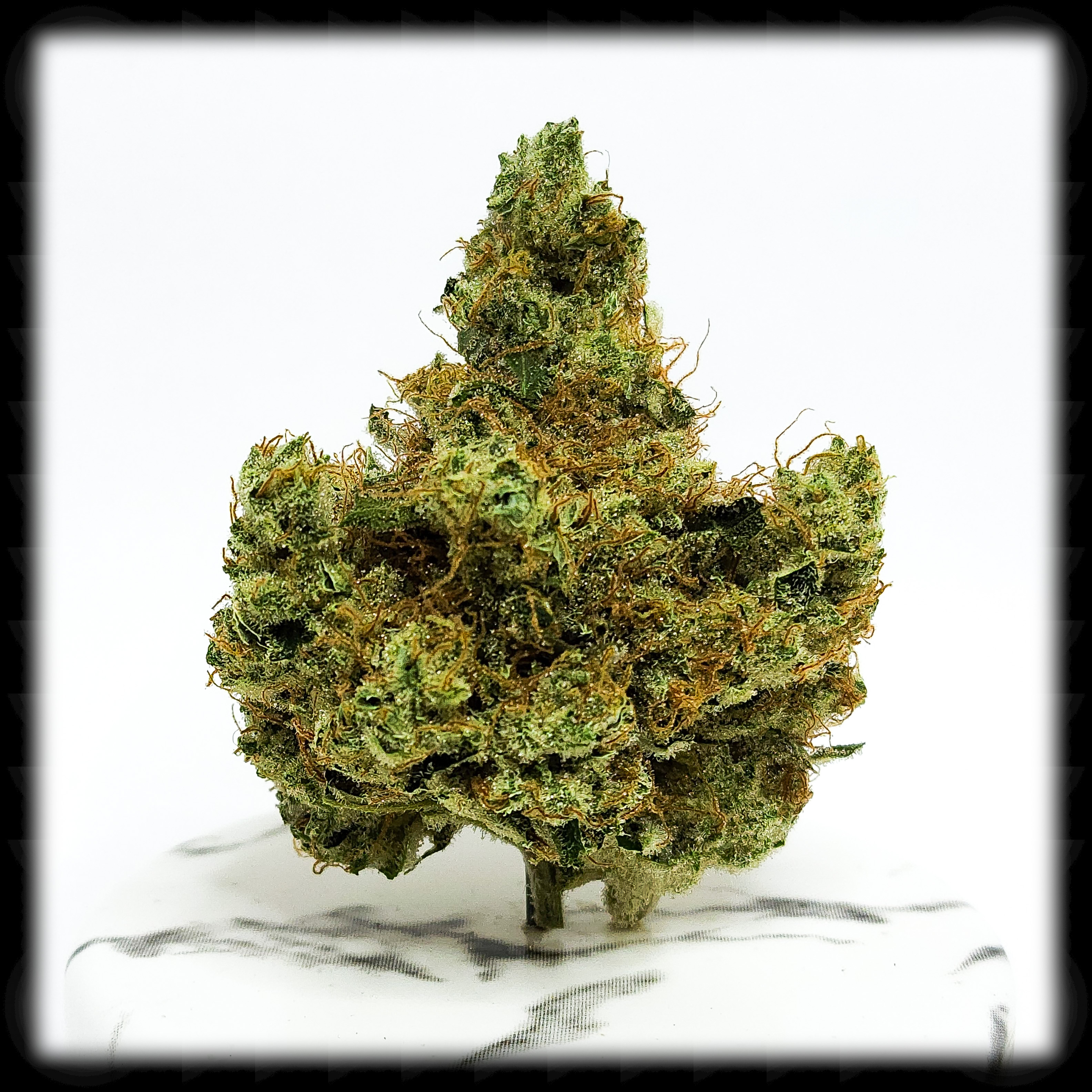 White Nitro, or Going to Sleep vs. Passing Out – Stoned Coast
