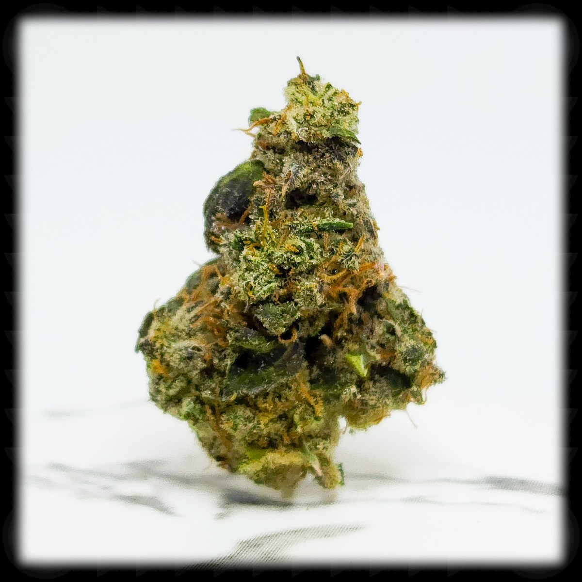 Heady Tropper, and&nbsp;Family