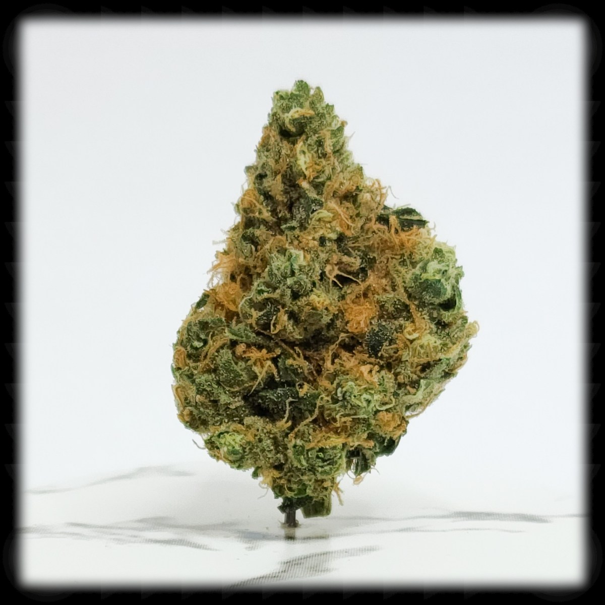 Dutch Pie, A Old Favorite’s Tough Guy Big&nbsp;Brother